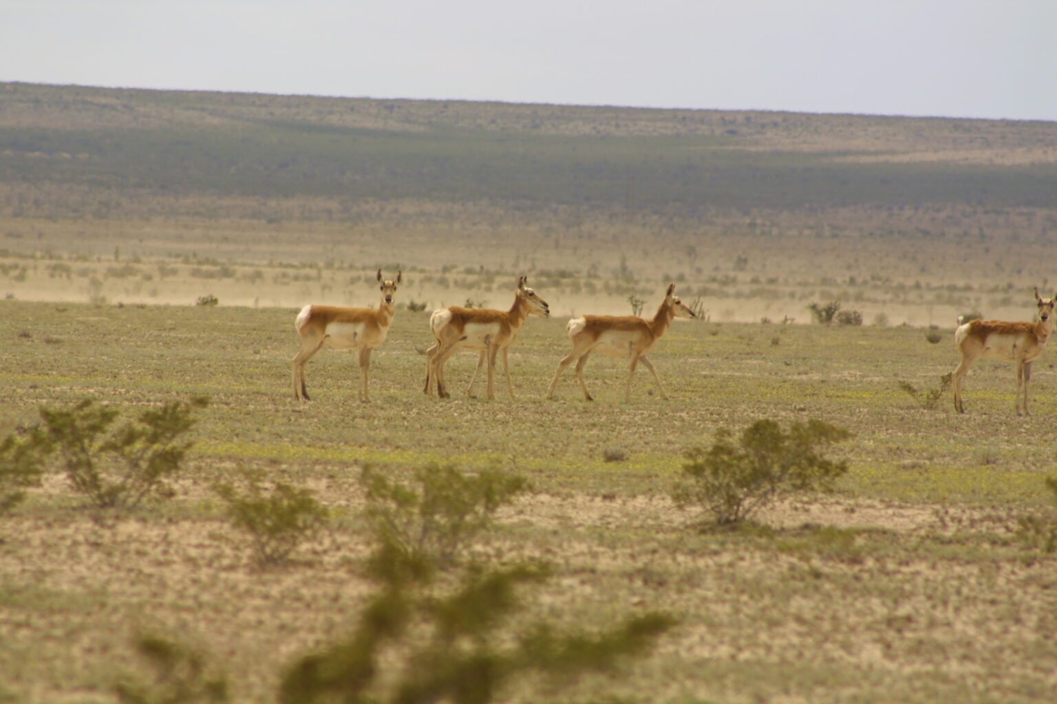 Ranchland For Sale In Texas