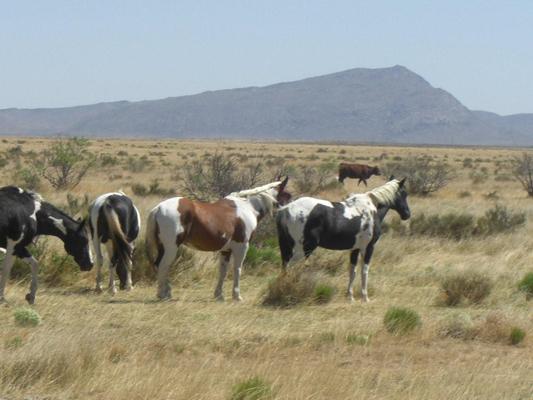 BQ Ranch Land