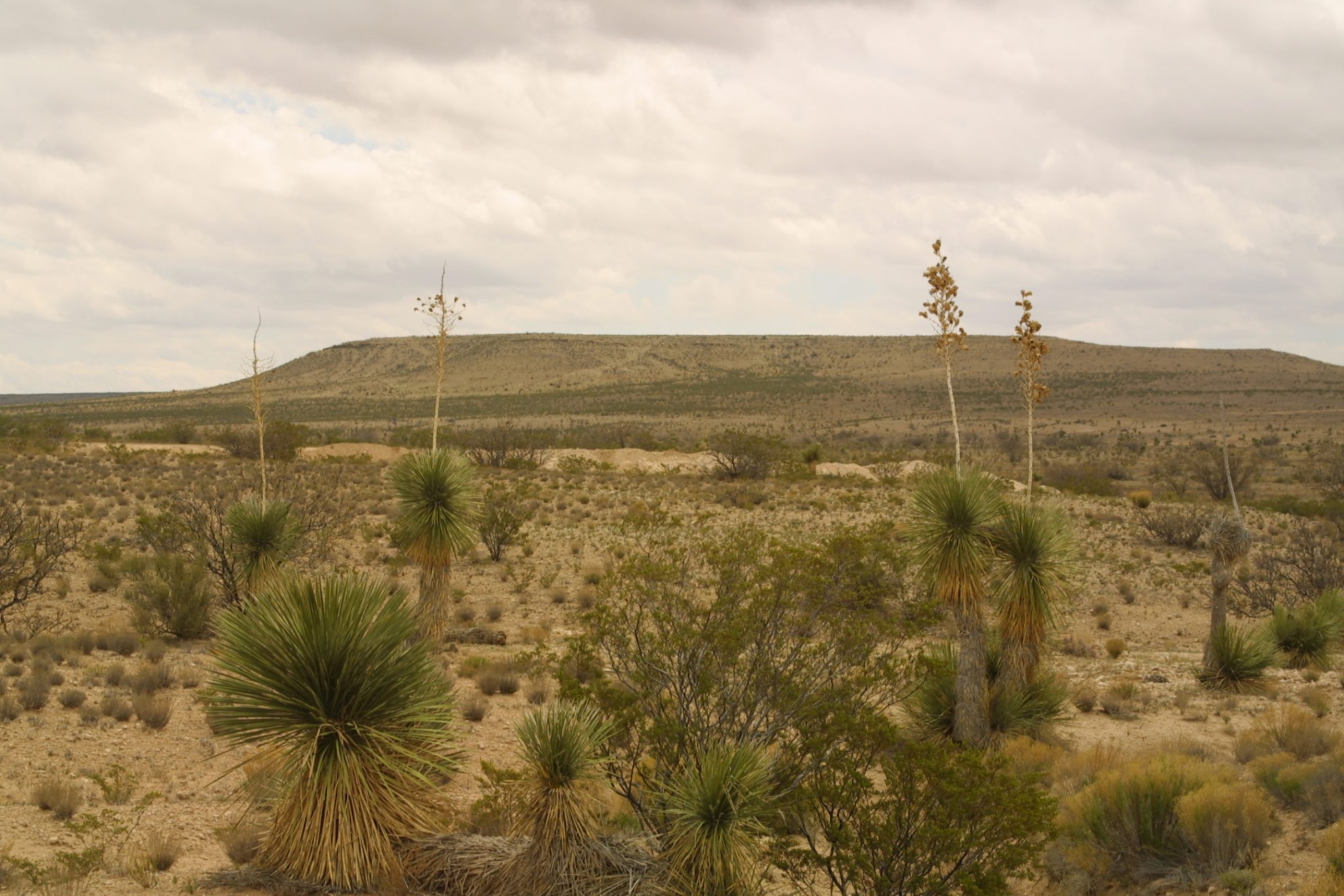 Land For Sale Texas Ranch Deals