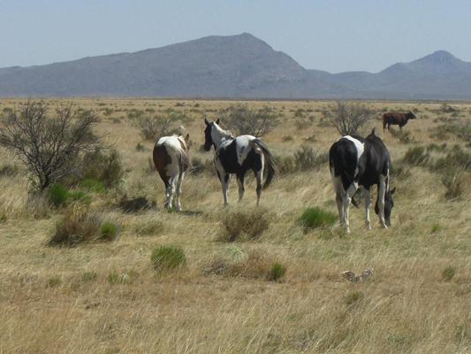 I-10 Ranch Land